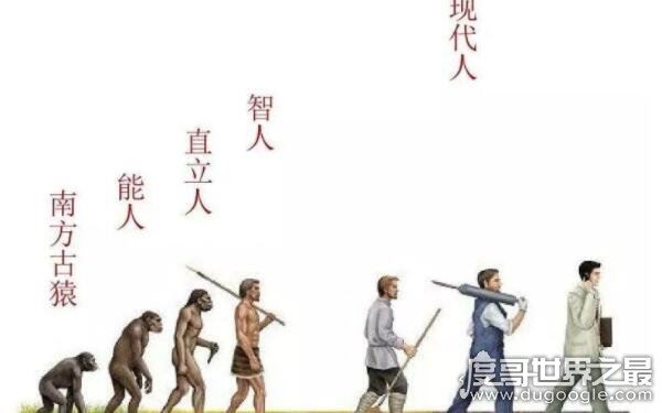 世界上动物智商排名,最高级动物最聪明(人类)
