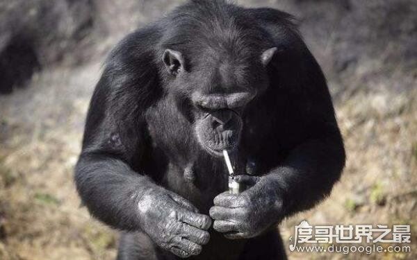 世界上动物智商排名,最高级动物最聪明(人类)