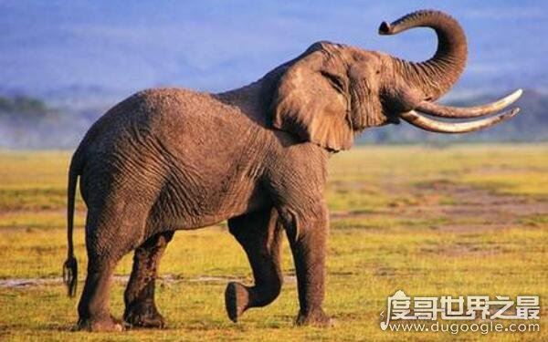 世界上动物智商排名，最高级动物最聪明（人类）