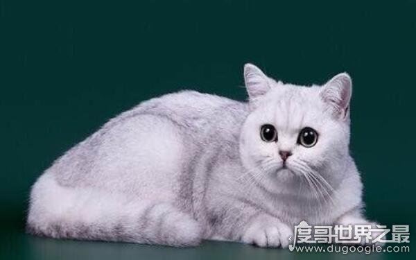 世界上动物智商排名，最高级动物最聪明（人类）