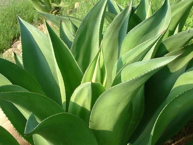 世界上最神奇的植物,龙舌兰八年一结果果子重达上百斤(种植费力)