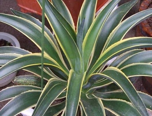 世界上最神奇的植物，龙舌兰八年一结果果子重达上百斤(种植费力)