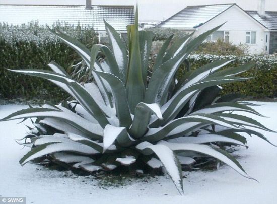 世界上最神奇的植物，龙舌兰八年一结果果子重达上百斤(种植费力)