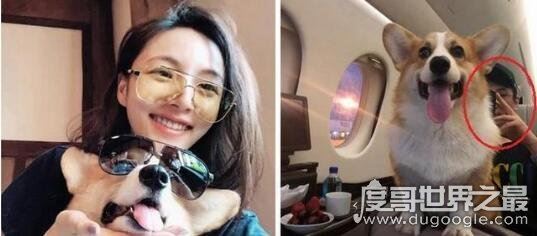 王思聪女友新消息，他与演员陈雅婷的恋情曝光(两人因狗结缘)