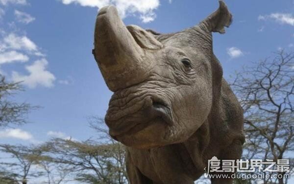 世界珍稀动物仅剩一只，被称为犀牛之王（北部白犀牛）