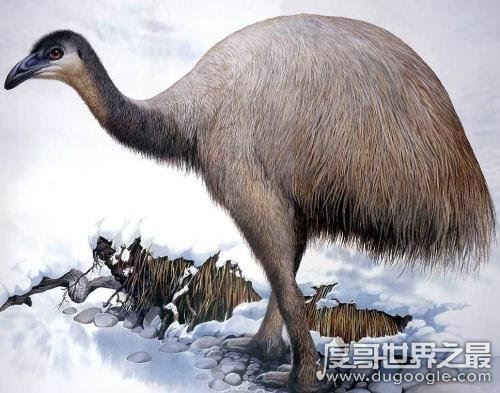 世界上最大的鸟,恐鸟(高3.6米/重250千克)