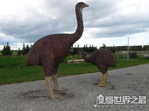 世界上最大的鸟，恐鸟(高3.6米/重250千克)