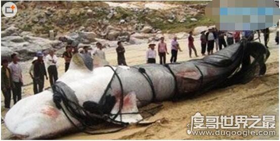 世界十大巨型淡水鱼排名,喀纳斯湖15米巨型哲罗鲑最大