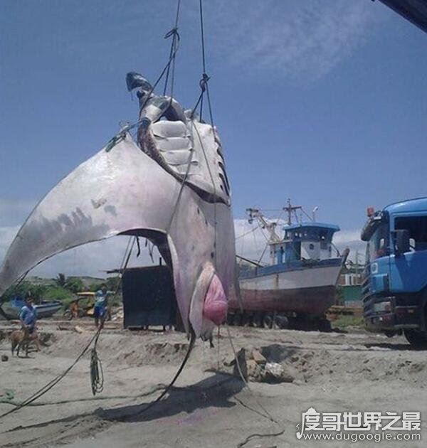 世界十大巨型淡水鱼排名，喀纳斯湖15米巨型哲罗鲑最大