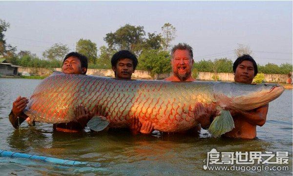 世界十大巨型淡水鱼排名,喀纳斯湖15米巨型哲罗鲑最大