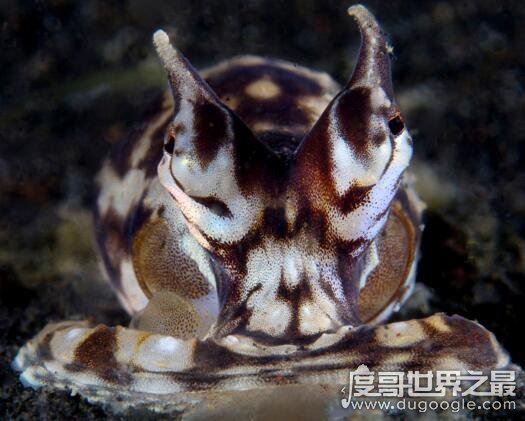 自然界伪装能力最强的动物，拟态章鱼一秒变身视频