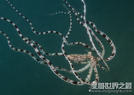 自然界伪装能力最强的动物，拟态章鱼一秒变身视频