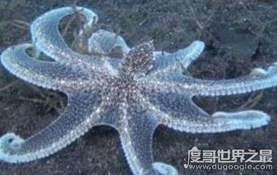 自然界伪装能力最强的动物,拟态章鱼一秒变身视频