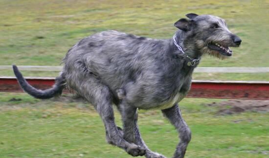 世界上最高的犬种,爱尔兰猎狼犬能捕杀野狼