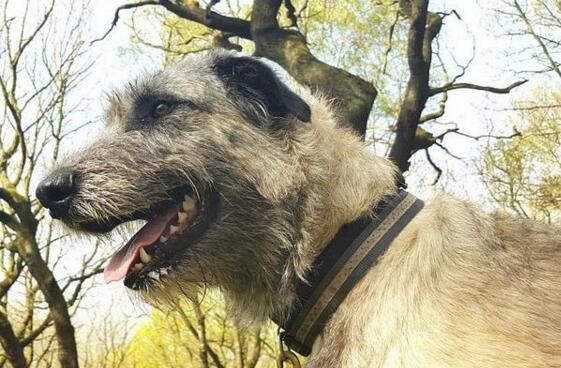 世界上最高的犬种，爱尔兰猎狼犬能捕杀野狼