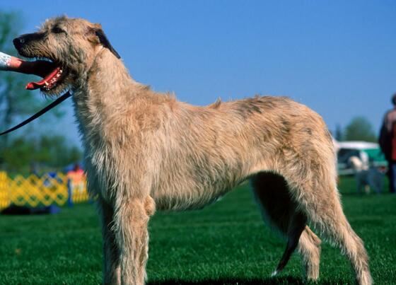 世界上最高的犬种，爱尔兰猎狼犬能捕杀野狼