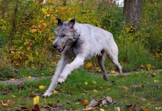 世界上最高的犬种,爱尔兰猎狼犬能捕杀野狼