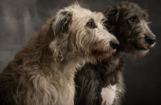 世界上最高的犬种,爱尔兰猎狼犬能捕杀野狼