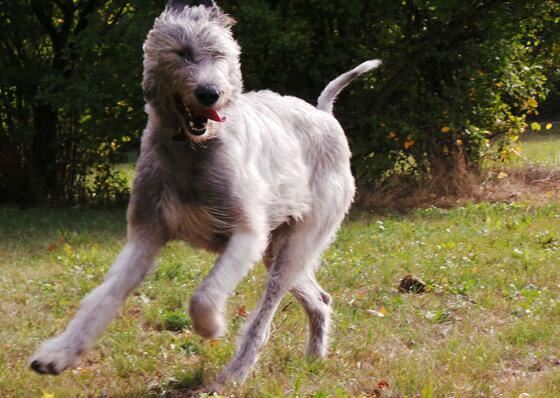 世界上最高的犬种，爱尔兰猎狼犬能捕杀野狼