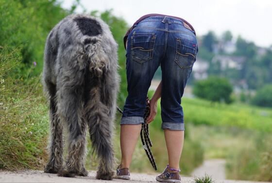 世界上最高的犬种，爱尔兰猎狼犬能捕杀野狼