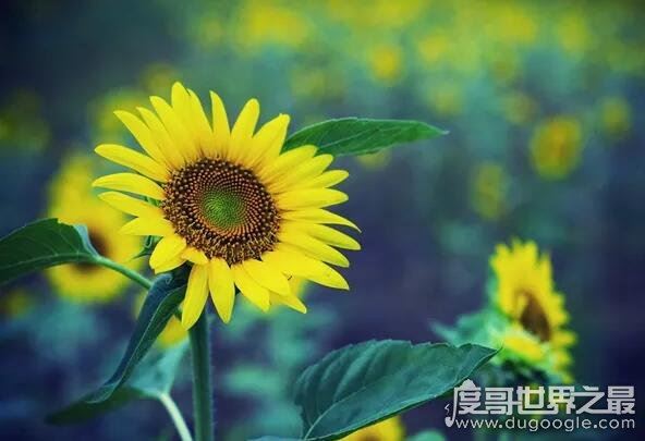向日葵传播种子的方法,在成熟后自然脱落(也会借助风力和动物)