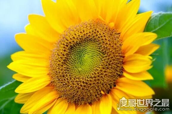 向日葵传播种子的方法，在成熟后自然脱落(也会借助风力和动物)