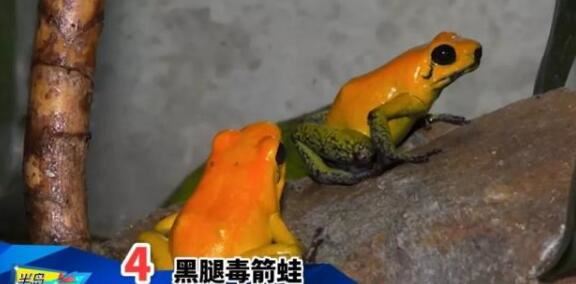 世界上最毒的青蛙排名，黄金箭毒蛙乃青蛙中的第一毒王