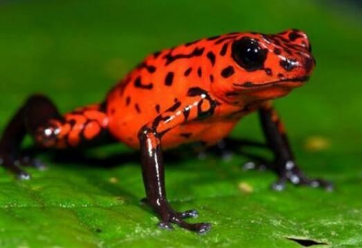 世界上最毒的青蛙排名，黄金箭毒蛙乃青蛙中的第一毒王