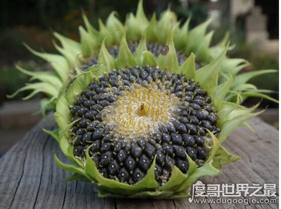 向日葵传播种子的方法，在成熟后自然脱落(也会借助风力和动物)