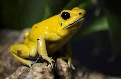 世界上最毒的青蛙排名，黄金箭毒蛙乃青蛙中的第一毒王