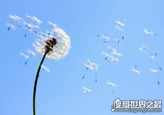 向日葵传播种子的方法，在成熟后自然脱落(也会借助风力和动物)