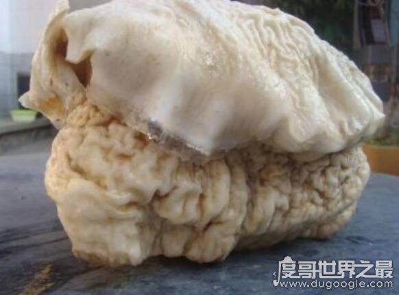 太岁是什么东西,肉灵芝是地球上所有生物的祖宗(图片)