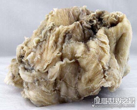 太岁是什么东西，肉灵芝是地球上所有生物的祖宗(图片)