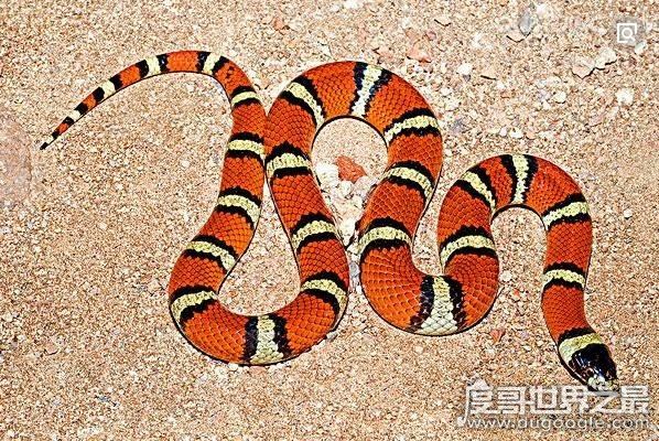 世界上最受欢迎的宠物蛇,牛奶蛇(无毒有益/酷似剧毒珊瑚蛇)