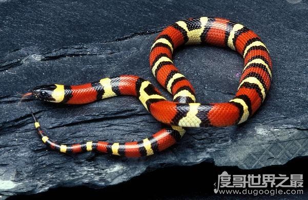 世界上最受欢迎的宠物蛇，牛奶蛇(无毒有益/酷似剧毒珊瑚蛇)