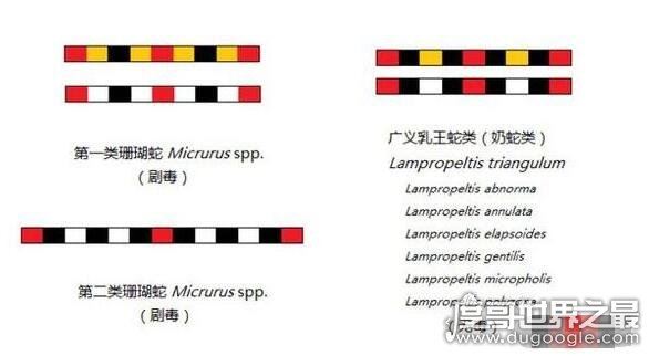 世界上最受欢迎的宠物蛇,牛奶蛇(无毒有益/酷似剧毒珊瑚蛇)