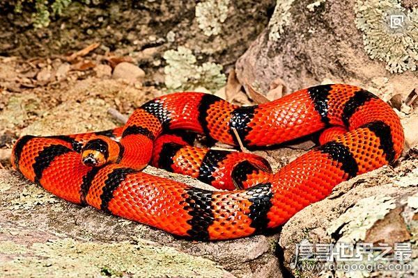 世界上最受欢迎的宠物蛇，牛奶蛇(无毒有益/酷似剧毒珊瑚蛇)