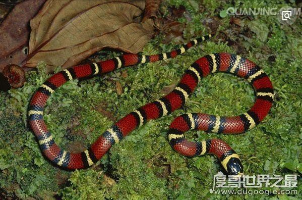 世界上最受欢迎的宠物蛇，牛奶蛇(无毒有益/酷似剧毒珊瑚蛇)