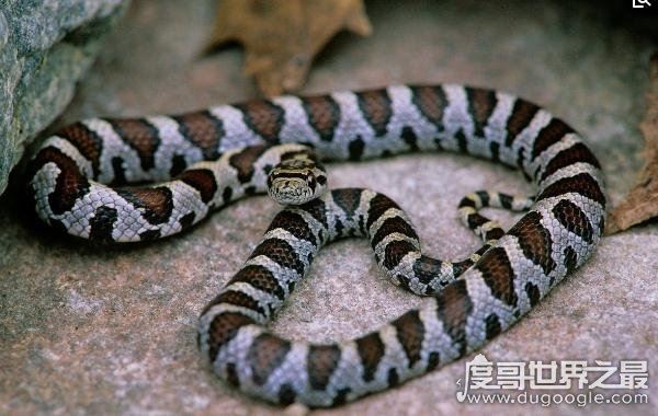世界上最受欢迎的宠物蛇，牛奶蛇(无毒有益/酷似剧毒珊瑚蛇)