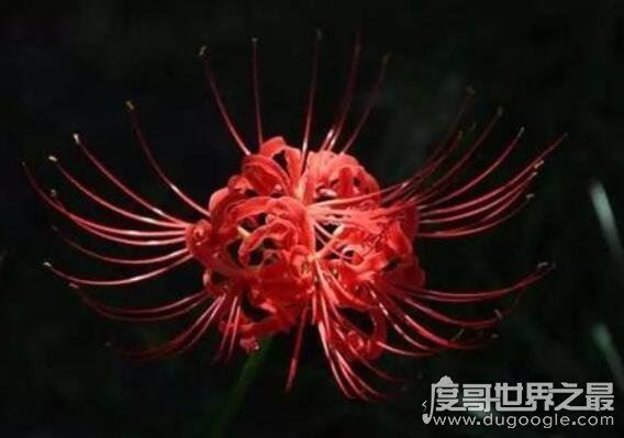 家里千万不能养的6种花,这6种花在风水上都有不好的寓意