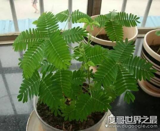 家里千万不能养的6种花,这6种花在风水上都有不好的寓意
