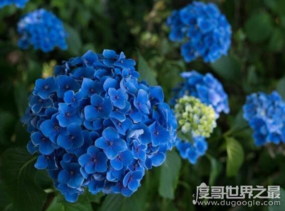 家里千万不能养的6种花,这6种花在风水上都有不好的寓意