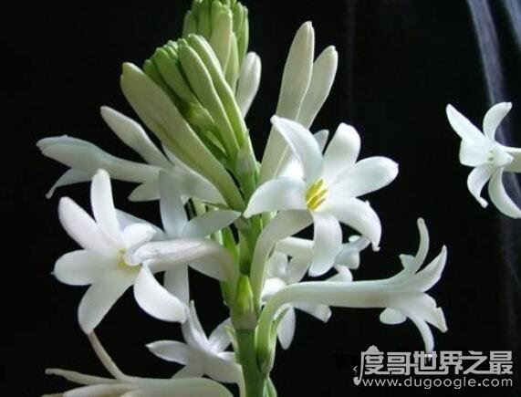 家里千万不能养的6种花,这6种花在风水上都有不好的寓意