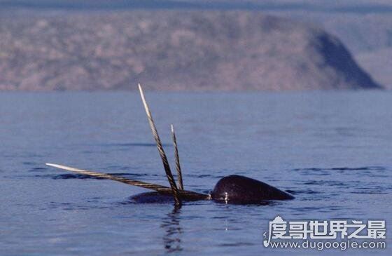 独角鲸的角居然是牙齿，揭秘独角鲸的长牙之谜