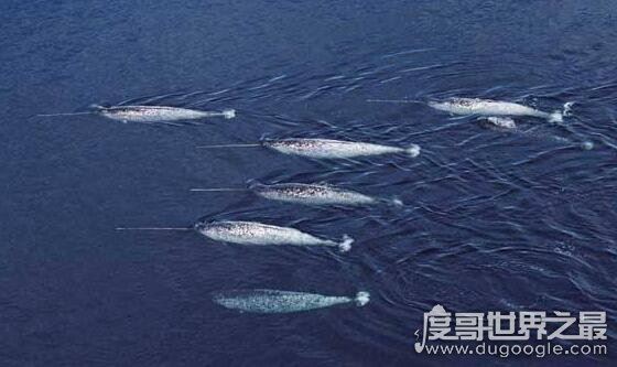 独角鲸的角居然是牙齿，揭秘独角鲸的长牙之谜