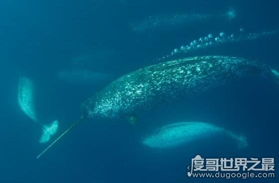 独角鲸的角居然是牙齿，揭秘独角鲸的长牙之谜
