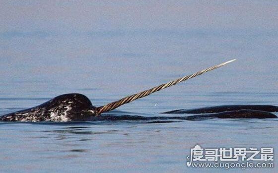 独角鲸的角居然是牙齿，揭秘独角鲸的长牙之谜