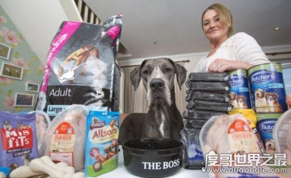 世界上最大的狗不是大乔治，英国巨犬Freddy体长超姚明