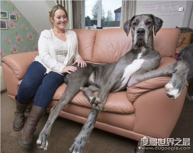 世界上最大的狗不是大乔治，英国巨犬Freddy体长超姚明