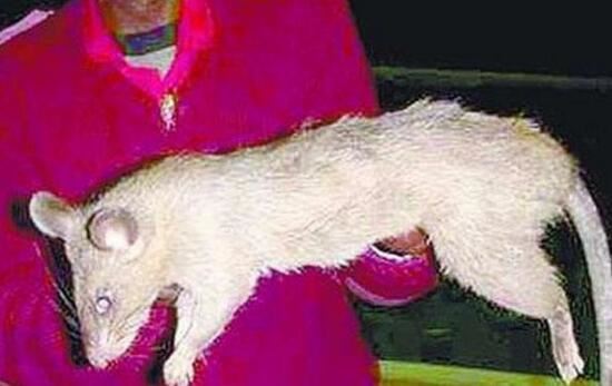 最恐怖的变异切尔诺贝利巨鼠，核辐射后成为巨大食人鼠